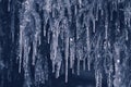 Spruce in icicles Royalty Free Stock Photo