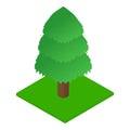 Spruce icon, isometric style