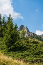 Spruce and juniper evergreen plants, Ciucas Mountains in the background, Romania Royalty Free Stock Photo