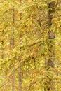 Orange spores of Spruce Labrador Tea Rust fungal disease