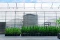 Spruce, larch and fir tree seedlings in pots in a tree nursery on the background of the greenhouse Royalty Free Stock Photo