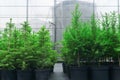 Spruce, larch and fir tree seedlings in pots in a tree nursery near the greenhouse Royalty Free Stock Photo