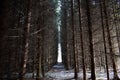 Spruce light Sunny alley straight, smooth path that connects the forest with the Park. The branches of trees created