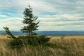 Spruce lonely tree highland plateau dramatic moody landscape horizon background scenic cloudy sky view copy space Royalty Free Stock Photo