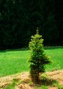 Spruce loner Royalty Free Stock Photo