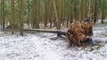 A spruce is lying on the snow-covered ground in a city park. It was uprooted and knocked over by a strong wind during a snowstorm. Royalty Free Stock Photo