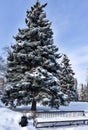 Spruce near the bench covered with fluffy snow in the city Park early Sunny winter morning Royalty Free Stock Photo