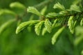 Spruce Needles