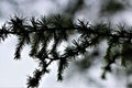 Spruce needles on the branch as a close-up in the backlight Royalty Free Stock Photo