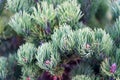 Spruce needles close up natural texture. Christmas mood for aroma. Fir tree needles on branches. Branch of fir tree