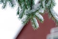 Spruce needles under snow Royalty Free Stock Photo