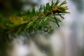 Spruce needles with web and dew drops close up Royalty Free Stock Photo