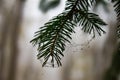 Spruce needles with web and dew drops close up Royalty Free Stock Photo