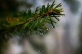 Spruce needles with web and dew drops close up Royalty Free Stock Photo