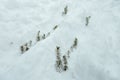 Spruce seedlings grow under the snow Royalty Free Stock Photo