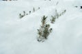 Spruce seedlings grow under the snow Royalty Free Stock Photo