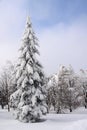 Spruce pelled in snow