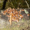 Spruce Picea abies cone peeled by a squirrel in order to eat the seeds on the tree trunk