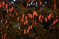 Spruce, Picea abies cones during a beautiful sunset in Estonian confierous forest Royalty Free Stock Photo