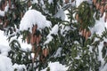 Spruce, Picea abies cones during a beautiful wintery day Royalty Free Stock Photo