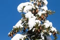 Spruce, Picea abies cones during a beautiful wintery day Royalty Free Stock Photo