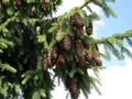 Spruce Picea abies with the cones