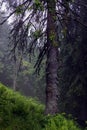 Spruce (Picea abies) forest in foggy rainy weather. Coniferous forest in Carpathian mountains.Pillar of a tree with a beautiful