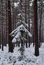 Snowy spruce in a winter forest.