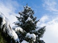 Spruce Picea omorika Serbian spruce under white fluffy snow against blue sky. Nature concept for magic theme Royalty Free Stock Photo