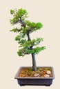 Spruce Pine Bonsai Royalty Free Stock Photo