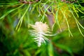 Spruce pine branch with trapped feather Royalty Free Stock Photo