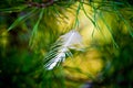 Spruce pine branch with trapped feather Royalty Free Stock Photo