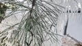 Spruce and pine branches covered with icicles Frozen trees in ice Winter weather Royalty Free Stock Photo