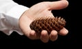 Spruce pine cone in hand isolated on black Royalty Free Stock Photo