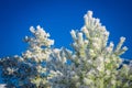 Spruce and pine covered by snow against blue sky. Snow lies on branches of spruce, close-up, space for text. Frosty Christmas tree Royalty Free Stock Photo