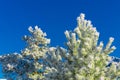 Spruce and pine covered by snow against blue sky. Snow lies on branches of spruce, close-up, space for text. Frosty Christmas tree Royalty Free Stock Photo