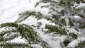 Spruce, pine or fir in snow flakes, snowflakes falling on conifer Christmas tree