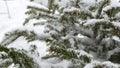 Spruce, pine or fir in snow flakes, snowflakes falling on conifer Christmas tree