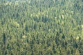 Spruce pine forest panorama aerial drone Royalty Free Stock Photo