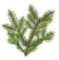 Spruce pine green branch isolated on white background. Christmas tree Royalty Free Stock Photo