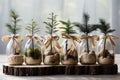 Spruce, pine and juniper seedlings in glass jars. Eco friendly Christmas gifts. Sustainable idea