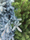 Spruce or pine macro background