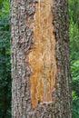 Spruce pine tree bark beetle infection bark close-up Royalty Free Stock Photo