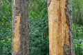 Spruce pine tree bark beetle infection bark close-up Royalty Free Stock Photo