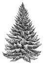 Spruce pine tree illustration, drawing, engraving, ink, line art, vector Royalty Free Stock Photo