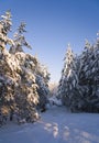 Spruce and pine trees covered with snow. Winter forest with a wolf. Frosty morning in a snowy forest Royalty Free Stock Photo
