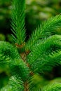 Spruce plant with young green needles. Young evergreen tree Royalty Free Stock Photo