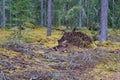 Spruce roots and stems lie on the ground