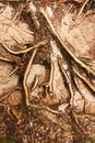 Spruce roots