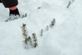 Spruce seedlings grow under the snow Royalty Free Stock Photo